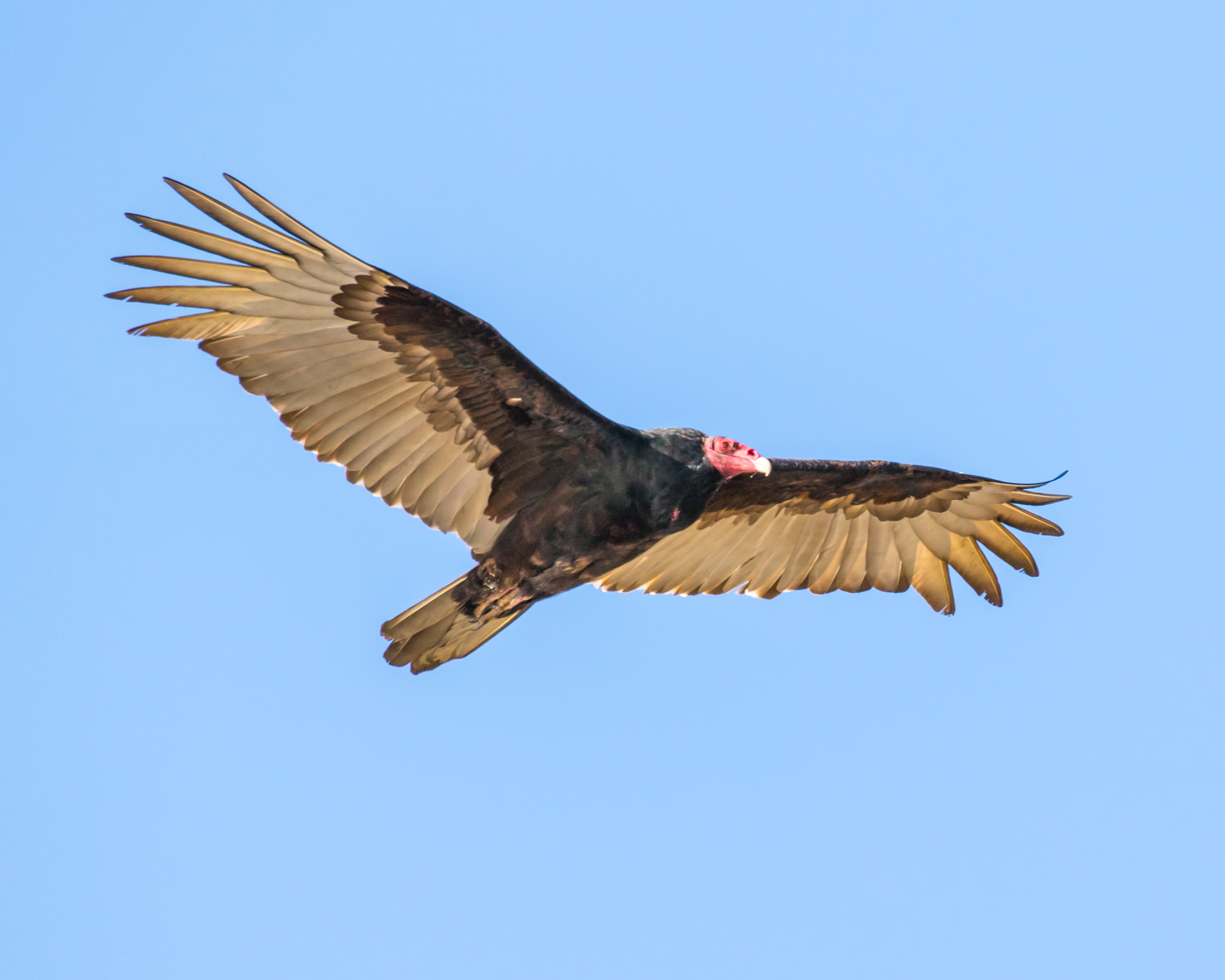 Turkey Vulture 